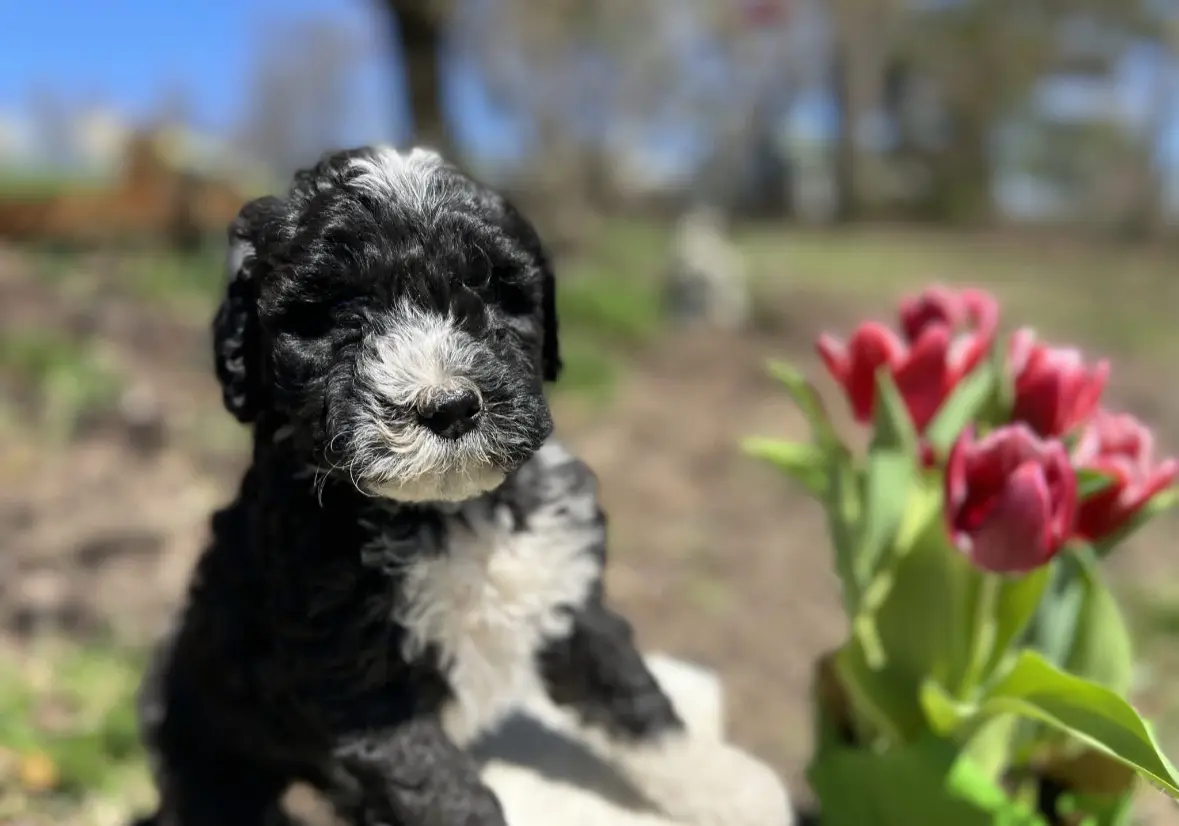 A puppy sitting among a bed of bright spring tulips
