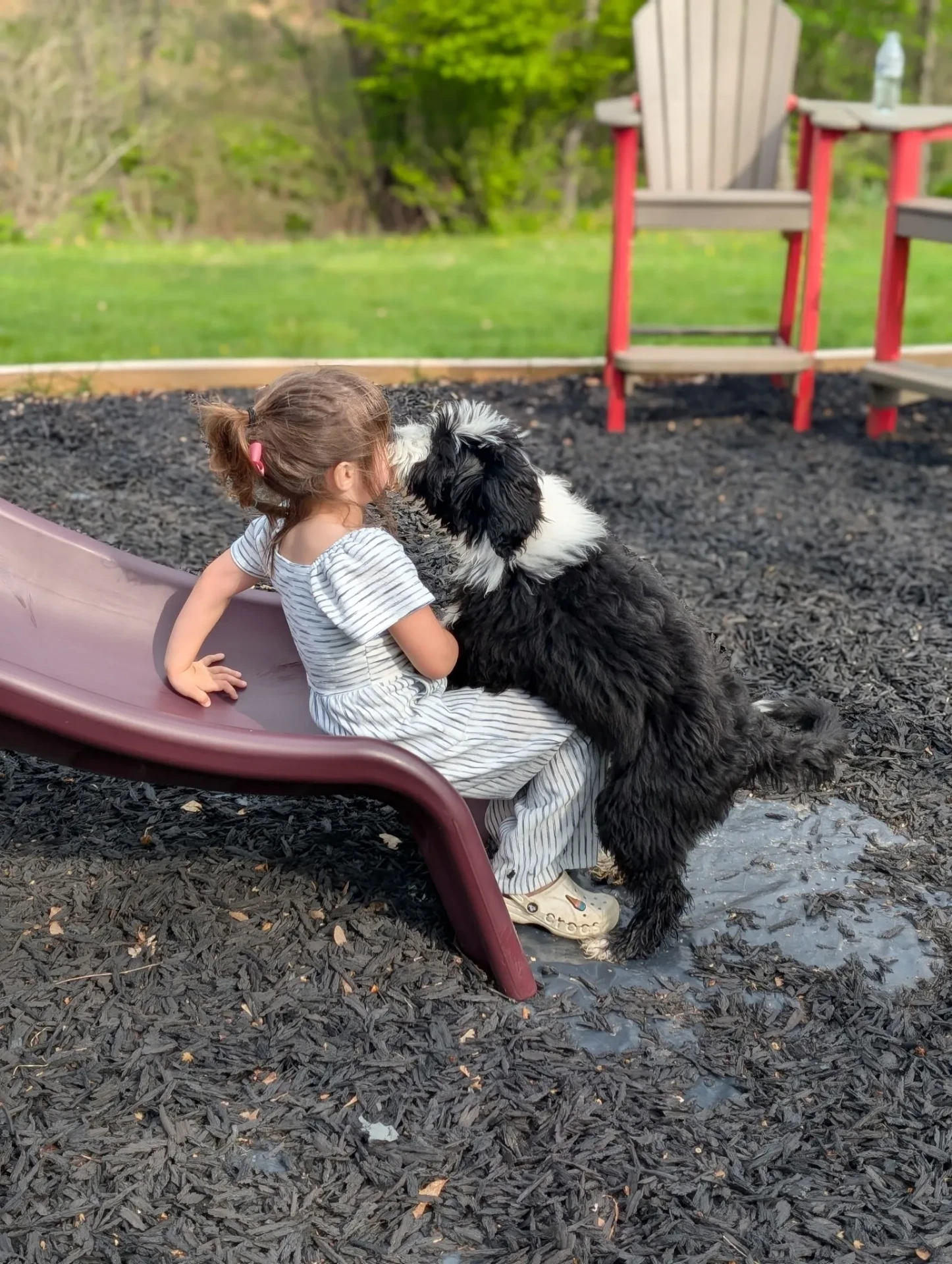A young girl on a backyard slide hugging her Portuguese Water Dog