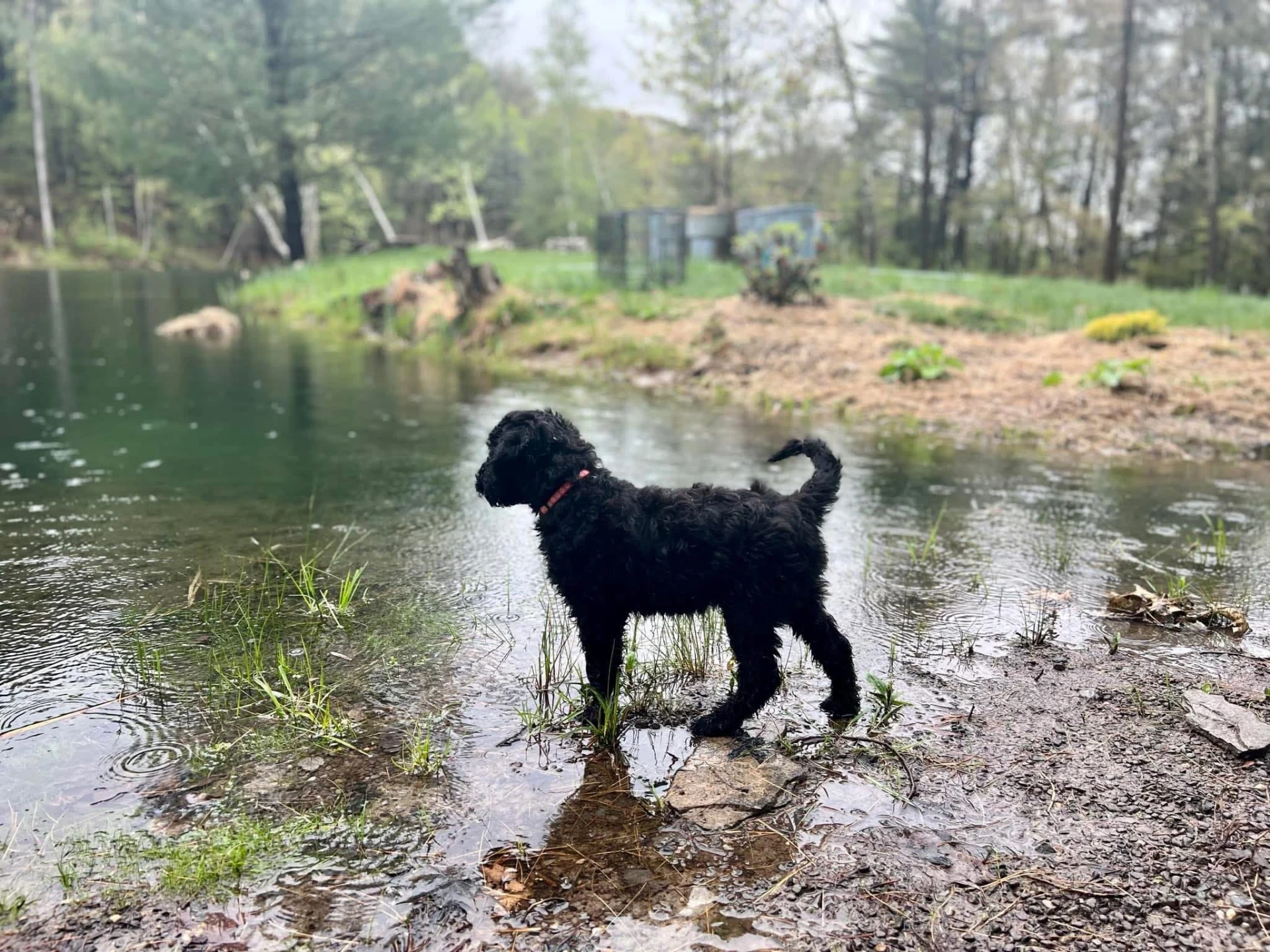 A puppy exploring the grassy bank of a quiet pond