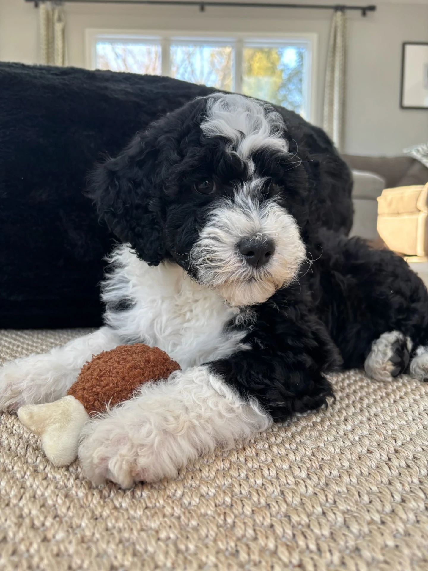 A Portuguese Water Dog puppy chewing happily on a favorite toy