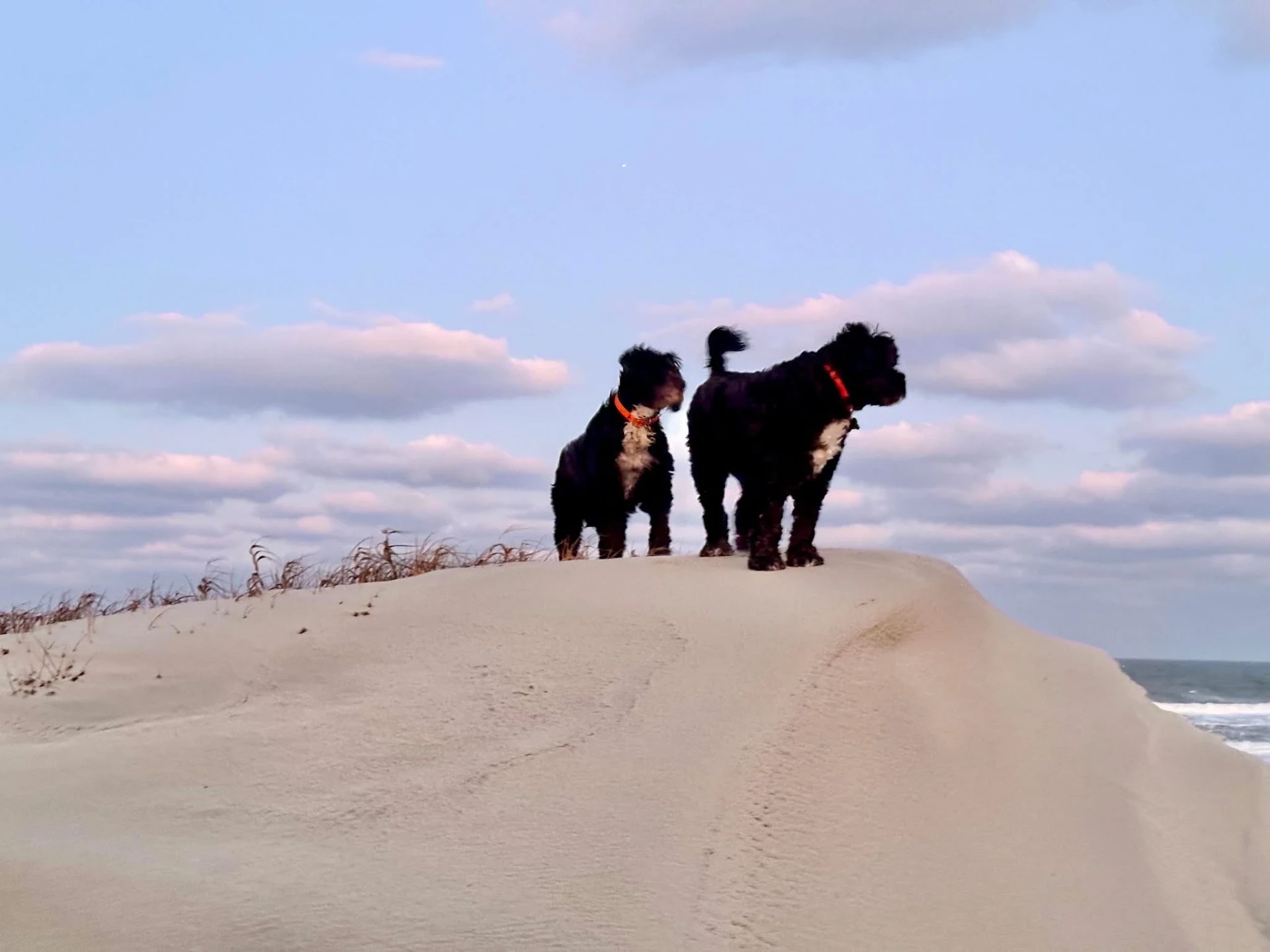Two Portuguese Water Dogs standing together on a grassy dune by the shore